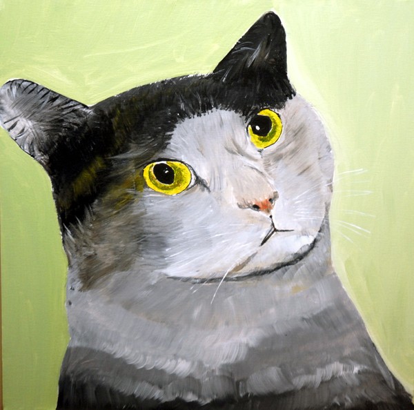Wide eyed cat