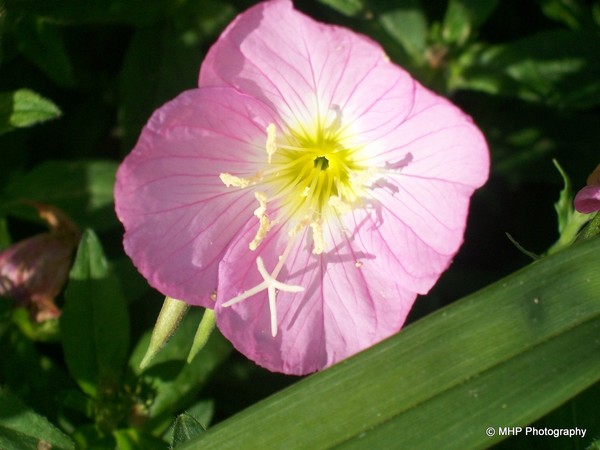Pink Sundrop