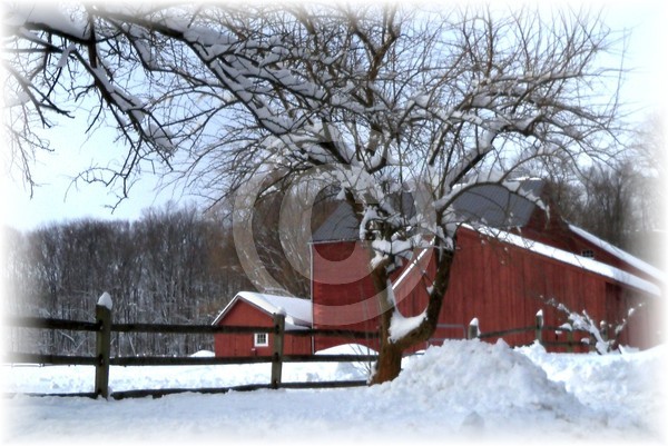 Snowy Peace