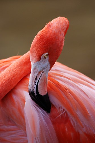 Flamingo
