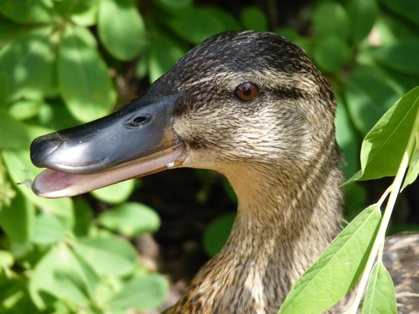 Hidden Duck