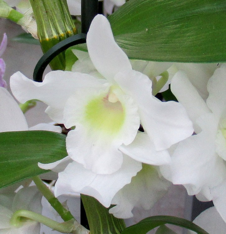 WHITE ORCHID