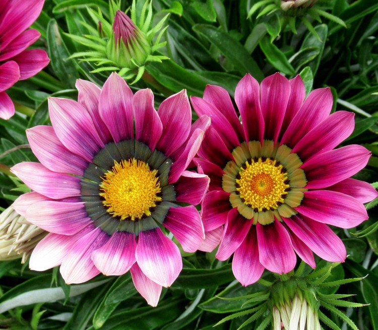 GAZANIA SISTERS