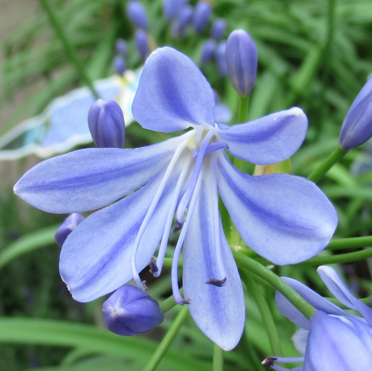 BLUE BEAUTY