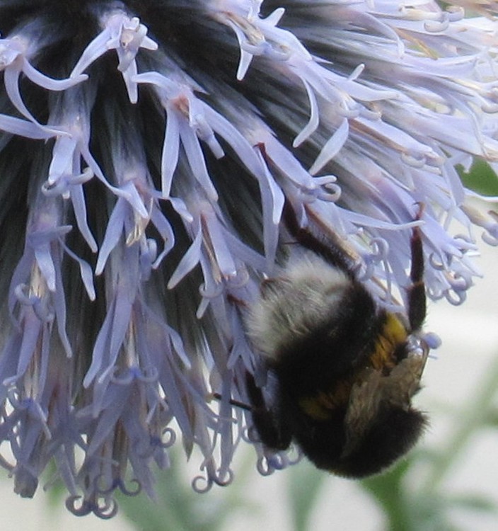 BUMBLEBEE AT WORK