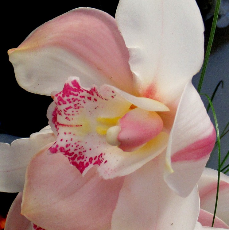 PALE PINK ORCHID