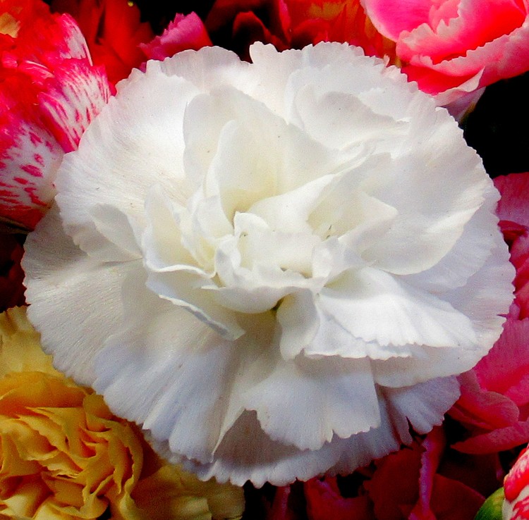 WHITE CARNATION
