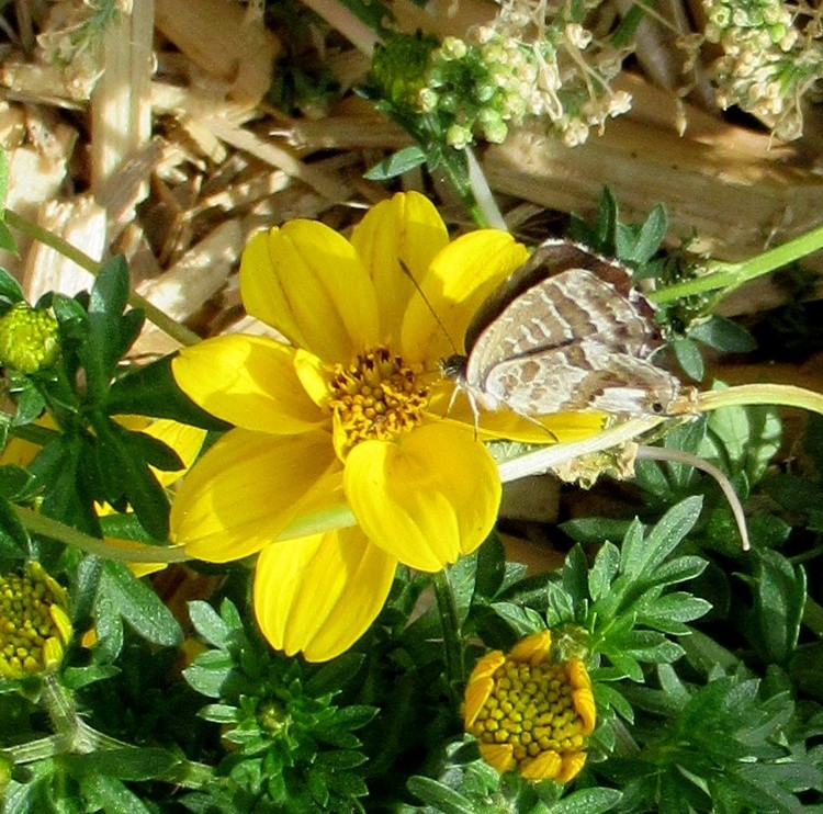 BUTTERFLY
