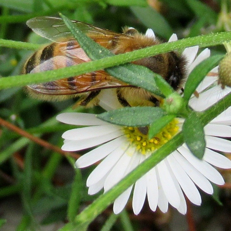 HIDDEN BEE