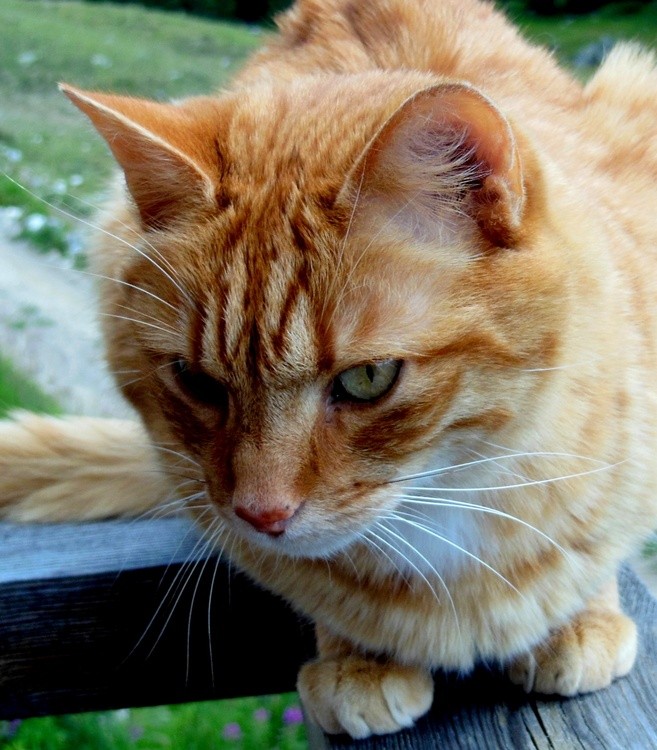 GINGER CAT
