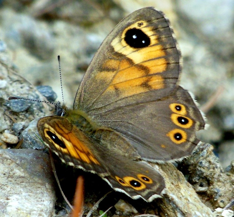 BUTTERFLY