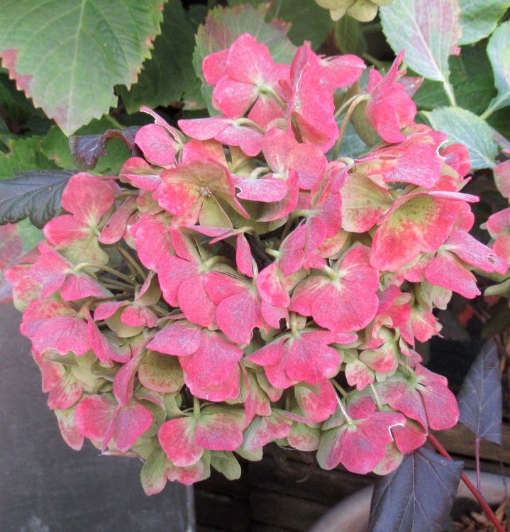 PINK HYDRANGEA
