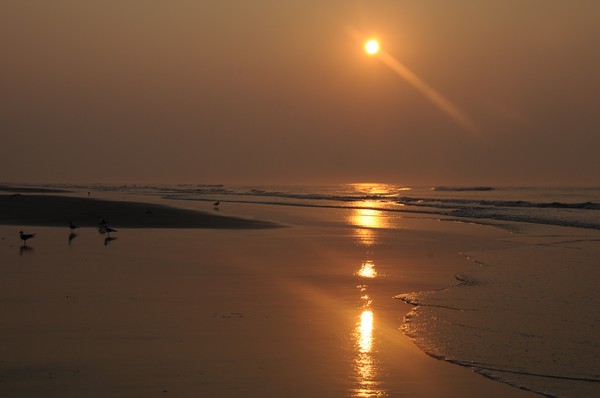 Seagulls at Sunrise