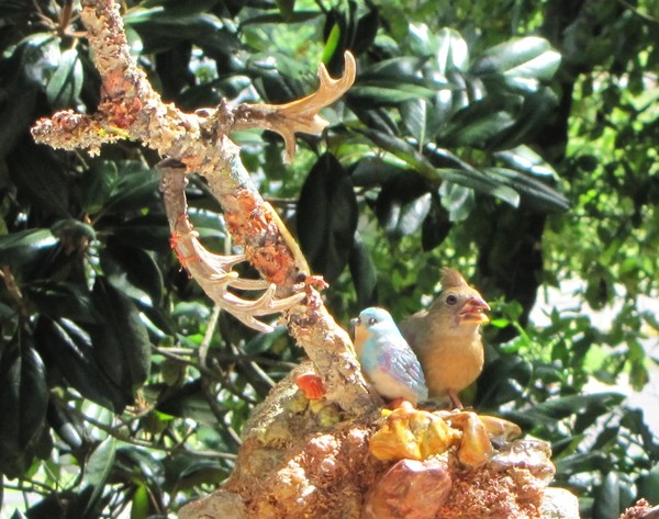 In their rock garden