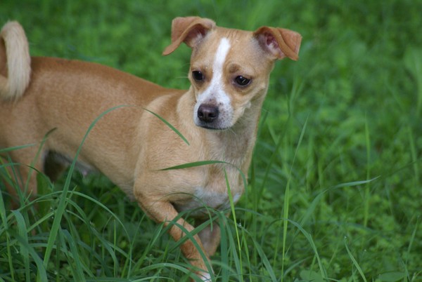 Lady kate...The Most Beautiful Chihuahua