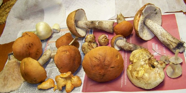 YUMMY ASSORTMENT