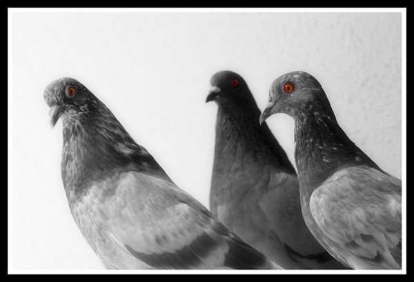 Three's Company
