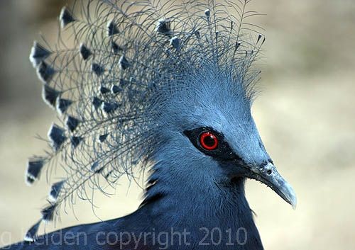 Victoria Crown Pigeon