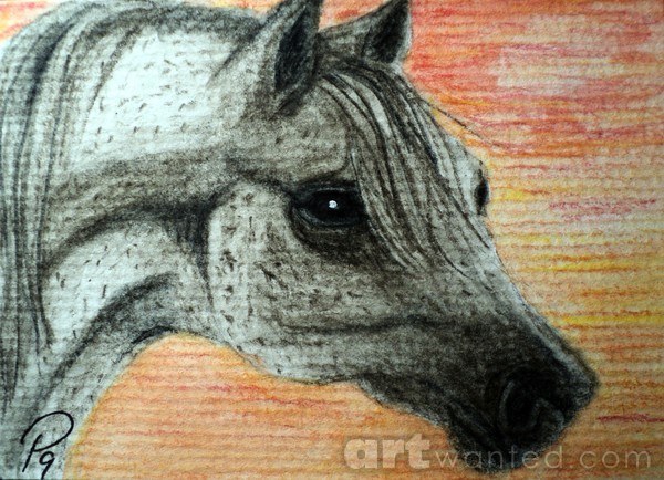 Appaloosa Sky