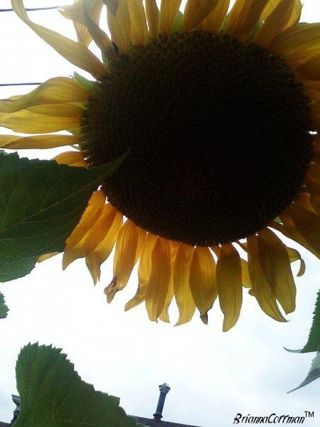 Sunflower.