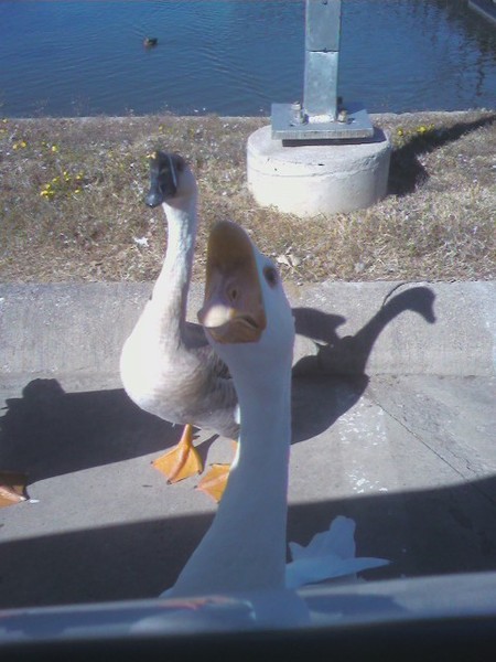 Honk, Honk