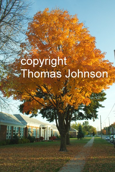 Fire Tree Explosion