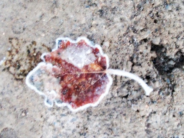Frost Bite