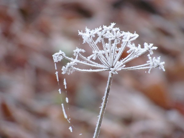 Frost Flower