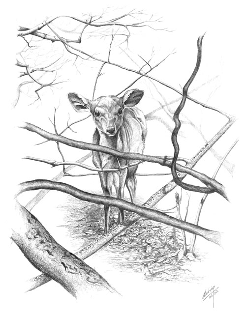Dzoma yarasika (The Lost Bush Buck)