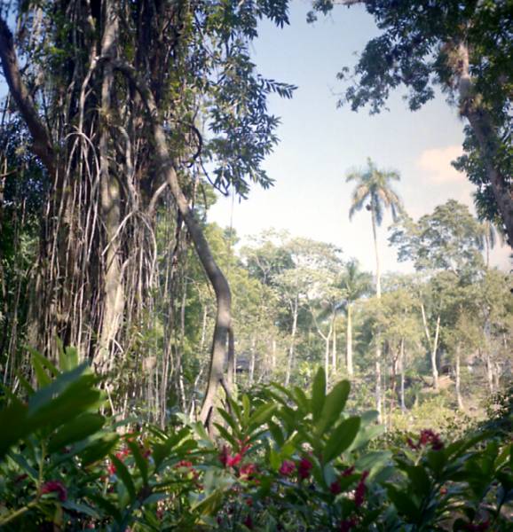 Coffee Plantation, Las Terrazzas
