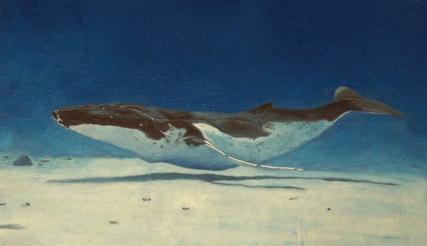 Blue whale