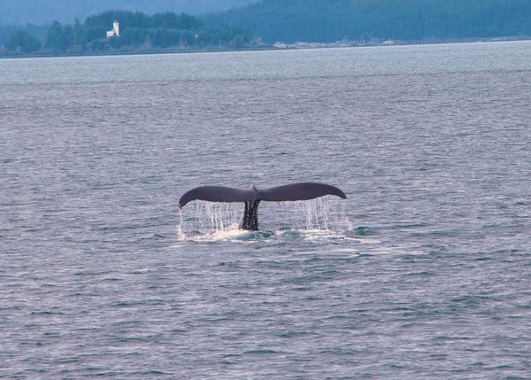 A Tall Tail
