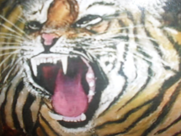 tiger portrait