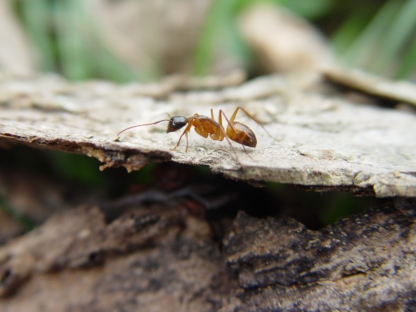 In The Life Of An Ant...