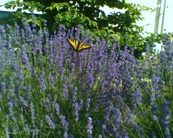 Butterfly and Lavender