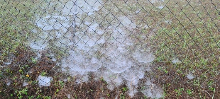 EARLY MORNING THICK FOG WEBS