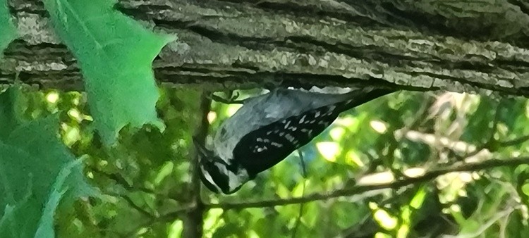 MAMA WOODPECKER