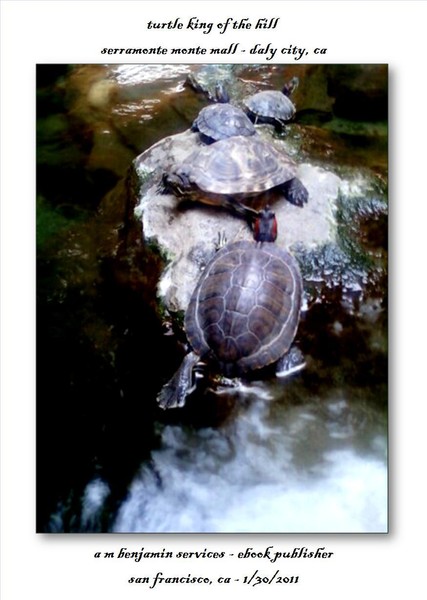 Turtles on a Big Rock