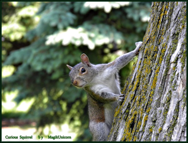 Curious Squirrel