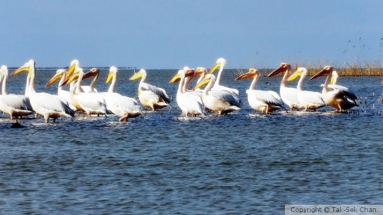 Pelicans