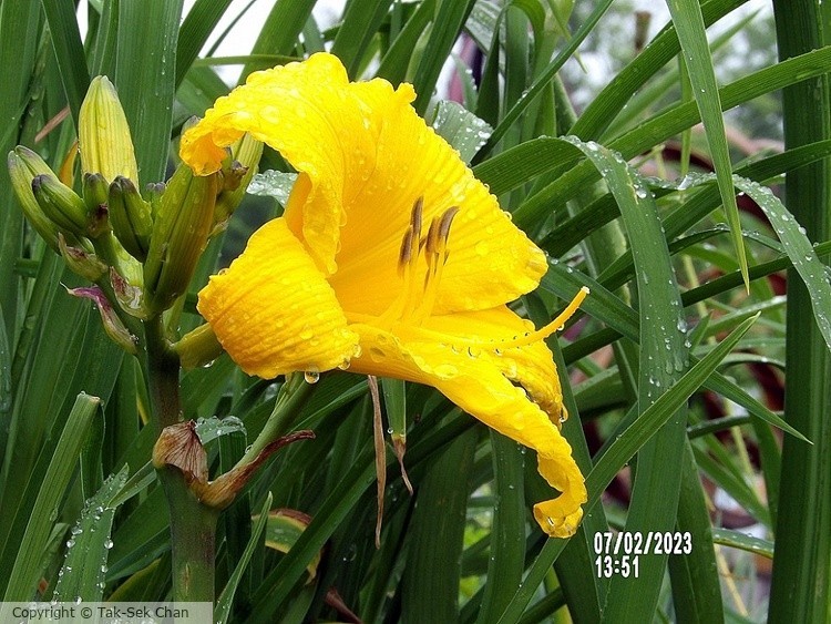 Daylily (Hemerocallis middendorffii) Russell's, Wayland, MA 07-02-2023