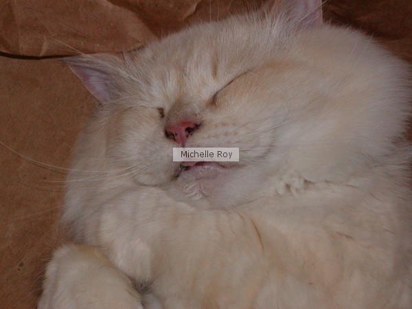 Sleeping Kitty