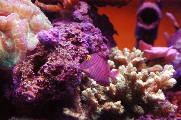 Salt Water Aquarium