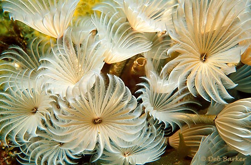 Social Feather Dusters