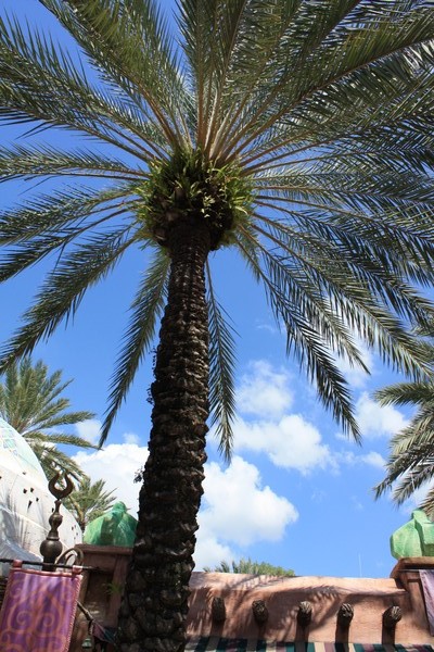 Palm trees