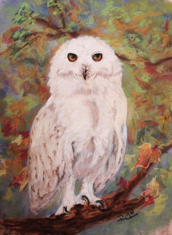 Snow Owl