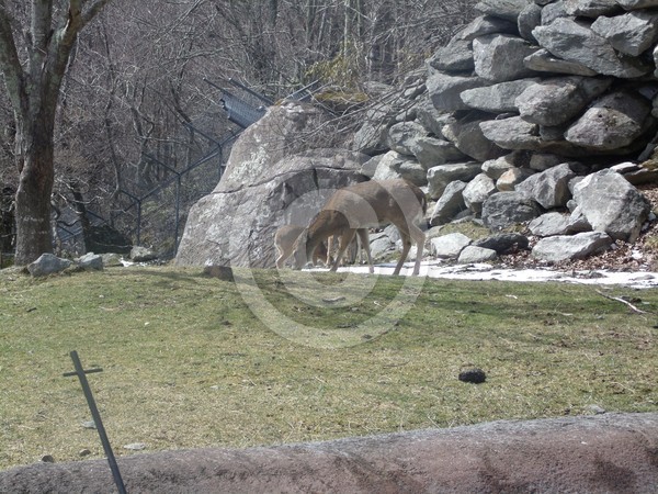 Deer in an animal reserve