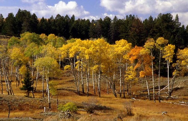 Quaking Aspens Blacktail Plateau