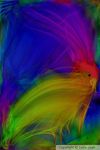 rainbow bird