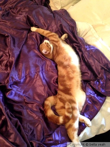 good morning orion
